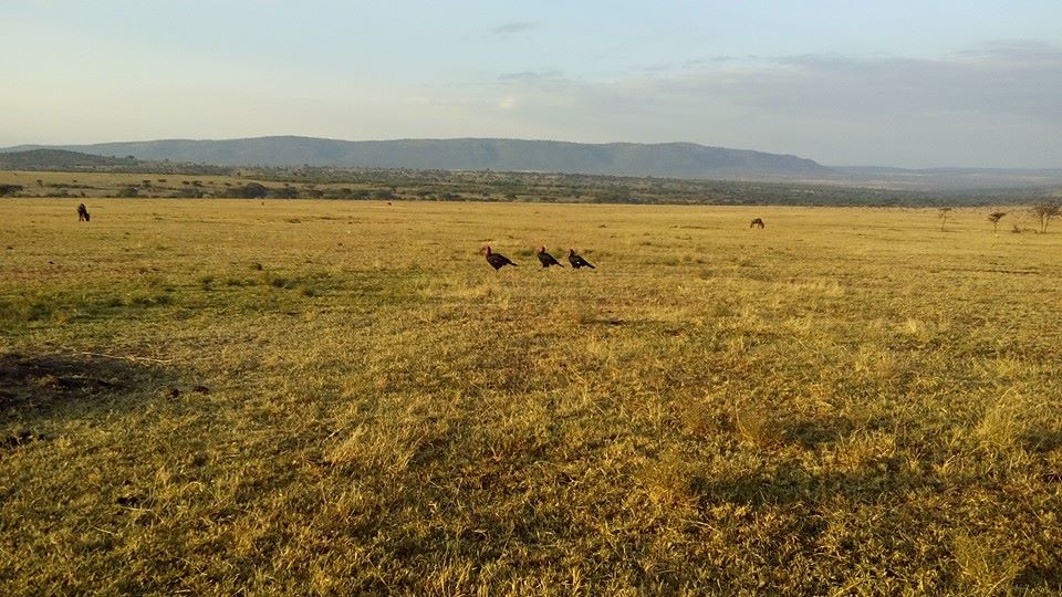 Kenya Adventure Safaris/Short Break Masai Mara,Weekend Tour.