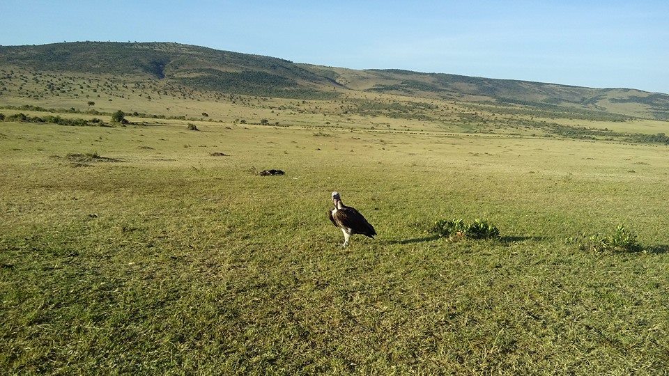 masai mara safari,weekend short break safaris,kenya wildlife tours,