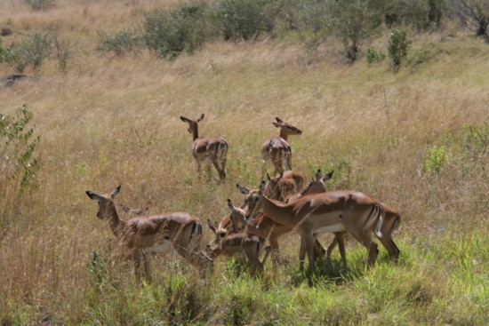 Kenya Adventure Safaris, African Budget Wildlife Safaris, YHA Kenya Travel