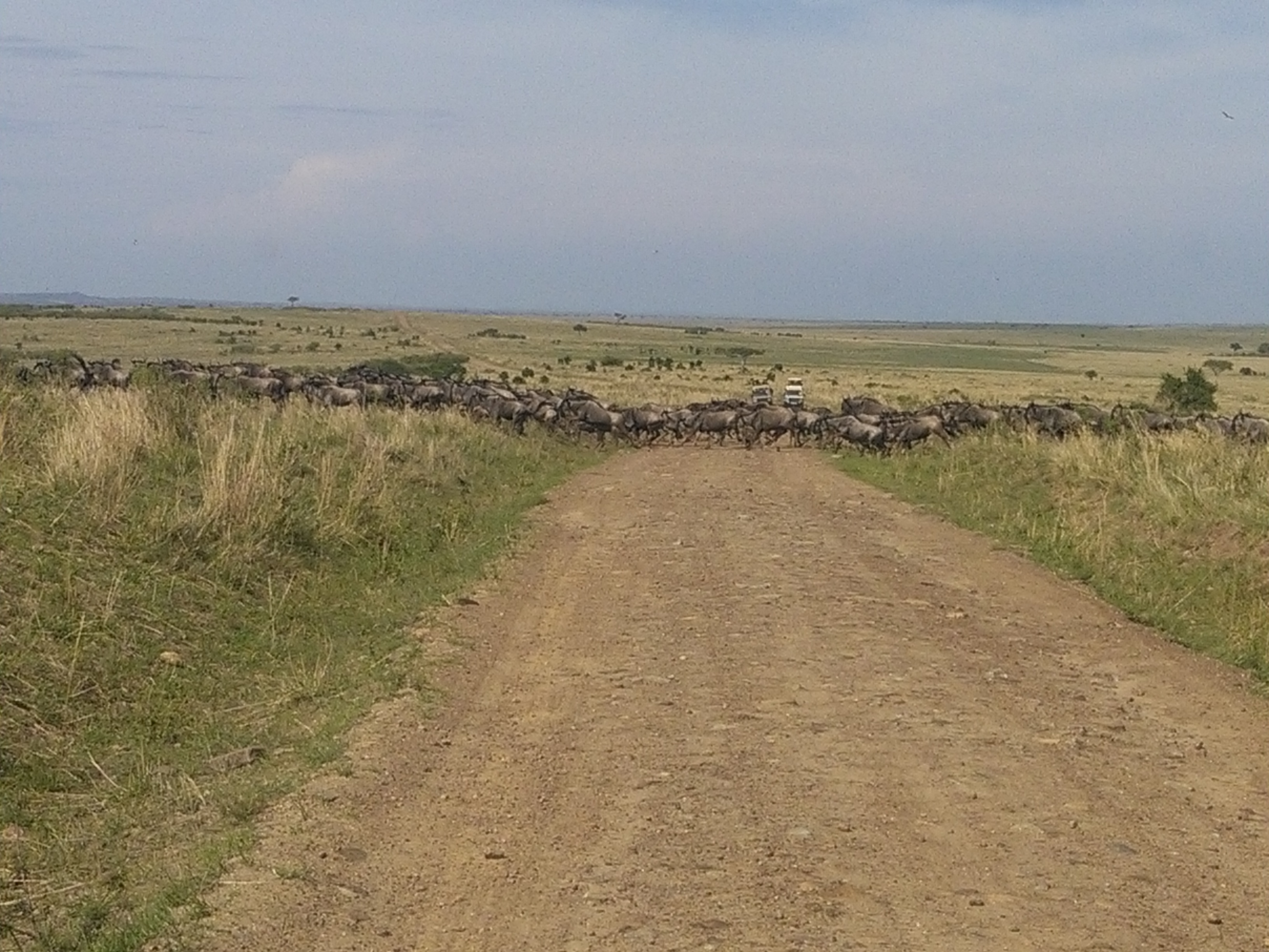 The great wildebeest migration in Masai Mara/Kenya Adventure Safaris.