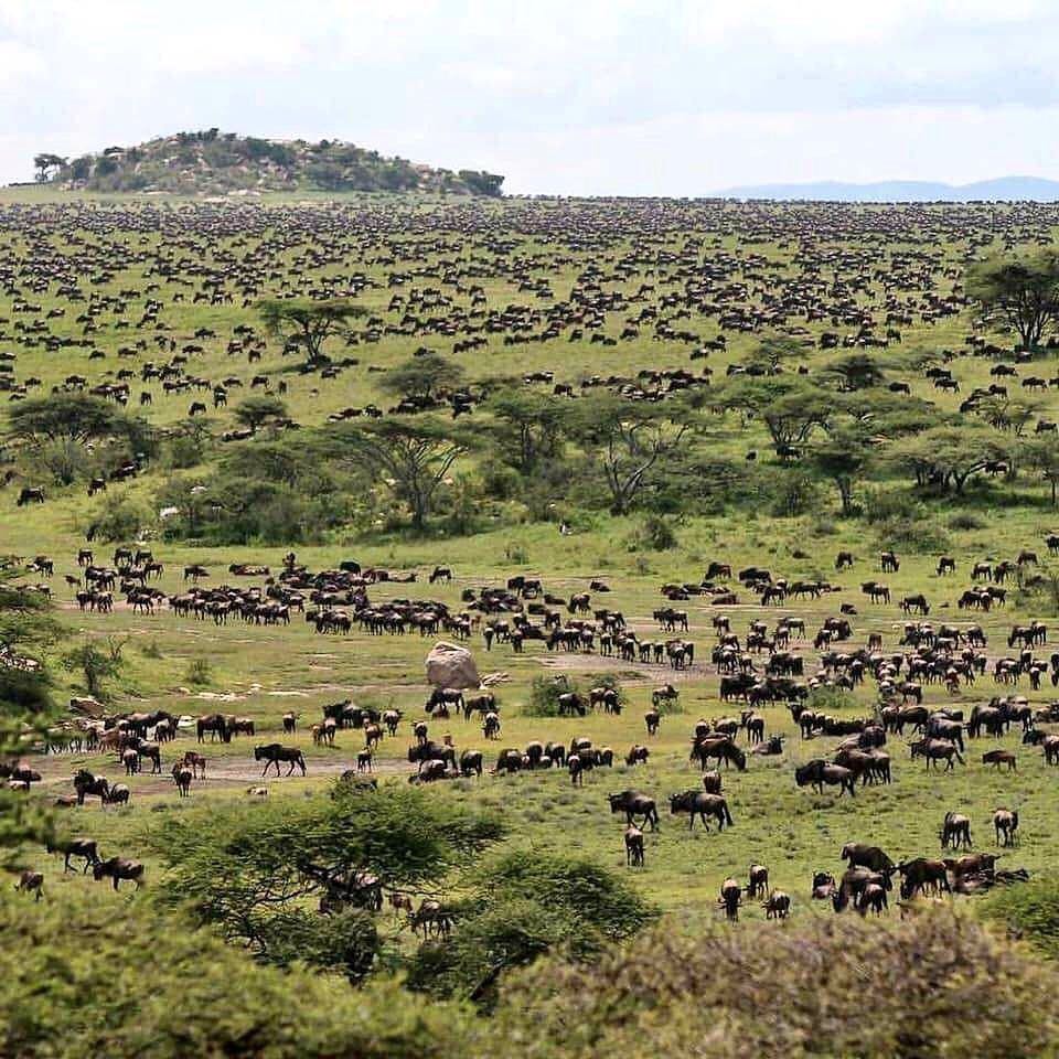 The Great Wildebeest Migration/YHA Kenya Travel/ Masai Mara Budget Tours Safaris.