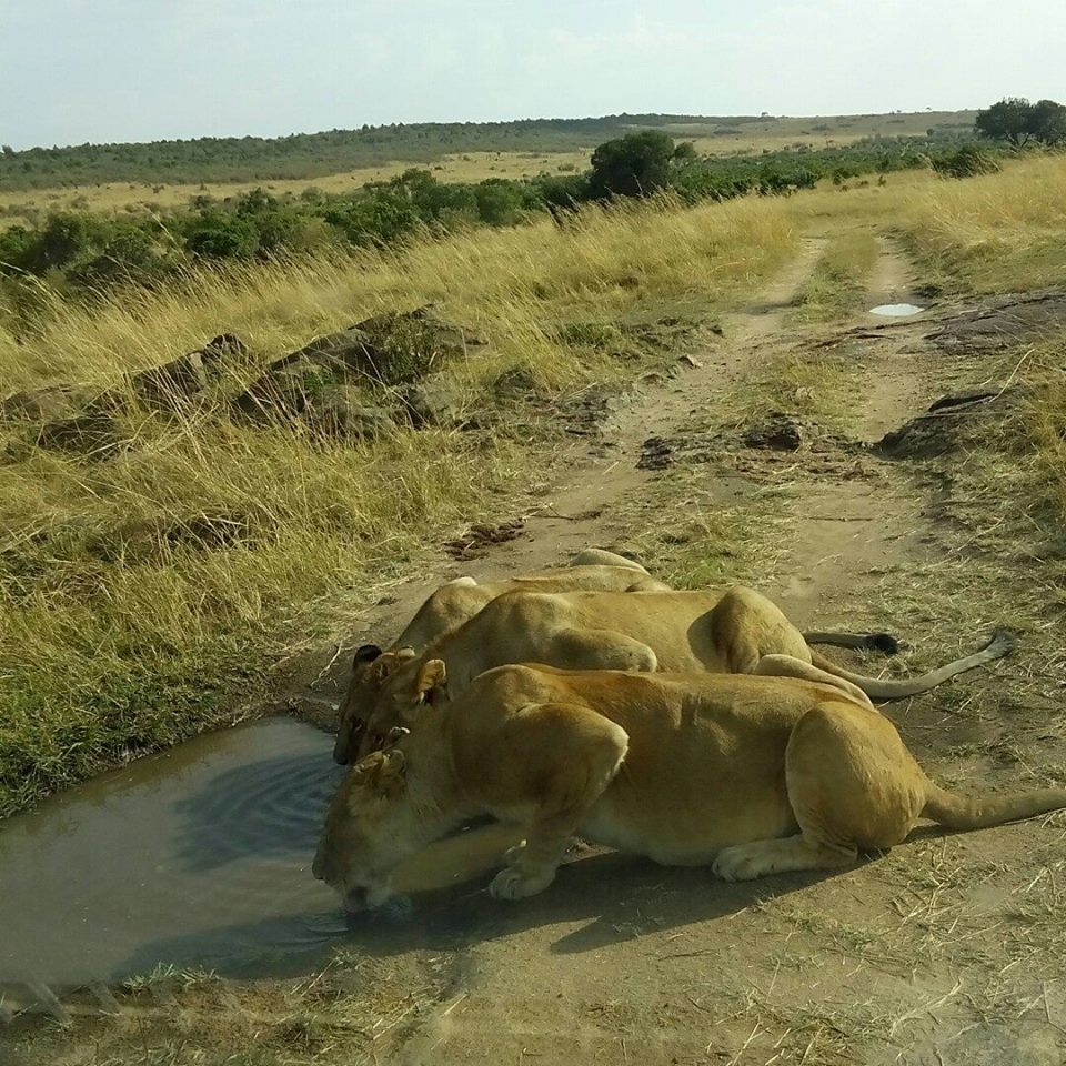 The Big Five Animals/Masai Mara lions seen on wildlife safari/Adventure Tour.