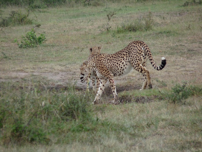 Kenya Camping Safaris/ YHA Travel Tours/Safari Bookings Adventure.
