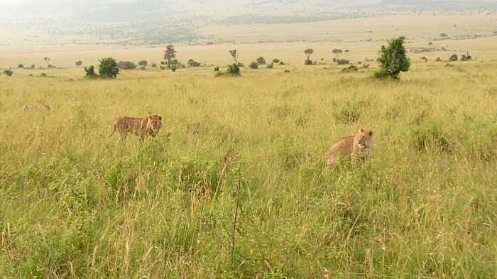 Kenya Budget Safaris, Masai Mara Safaris.