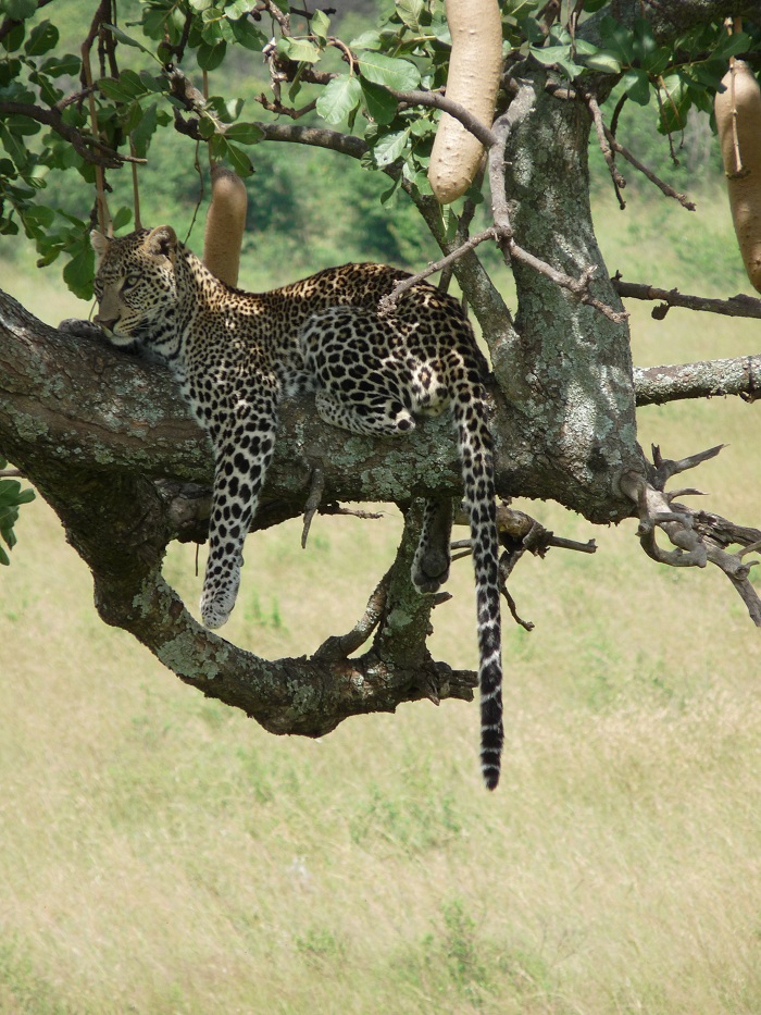 African Wildlife Kenya Camping Safaris/  Short Budget Safari Adventure.