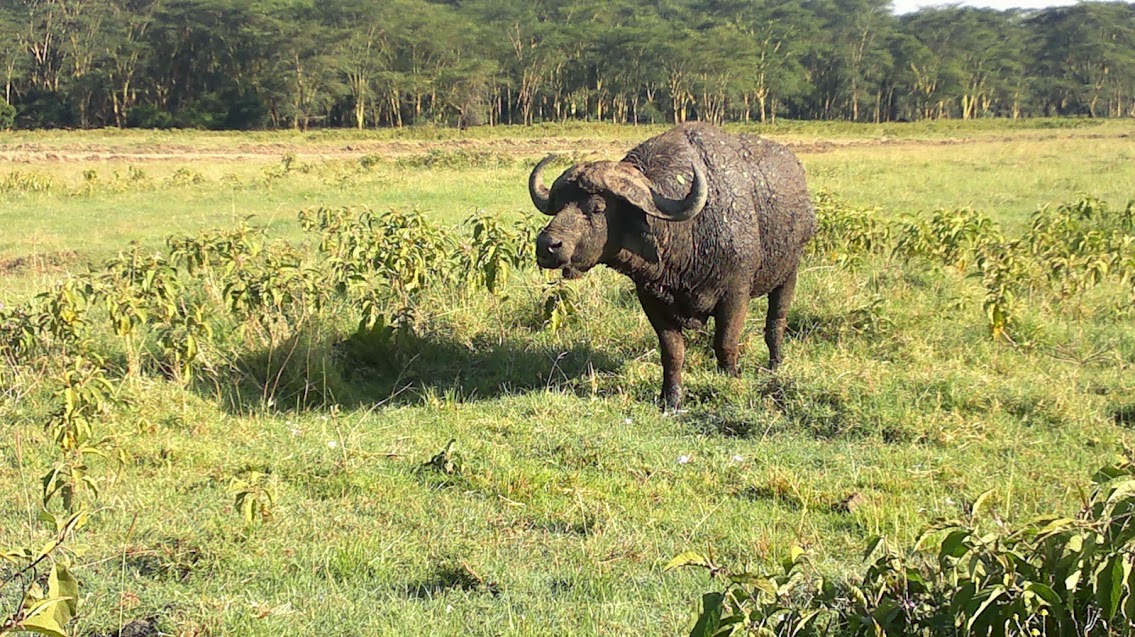 Big Five Animals/African Wildlife Tours/YHA Kenya Travel Safaris.