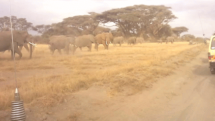 The Big Five Animals/Adventure Kenya Safaris/Budget Tours.