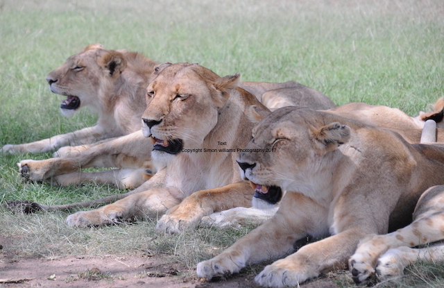 Big Five of Mara/Kenya Camping Safaris/Budget Camping Adventure Safari Tours.