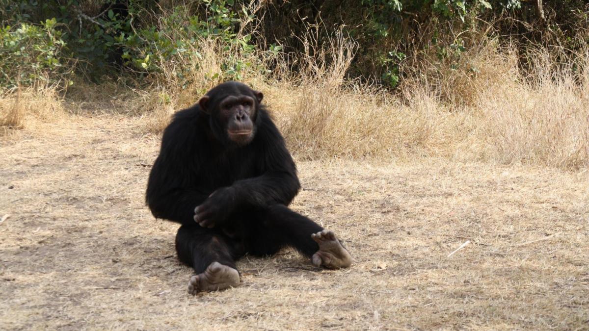 Uganda Safaris and Gorilla Tours, Gorilla trekking in Uganda and Rwanda holidays, Tracking Chimpanzee and wildlife adventures safari packages.