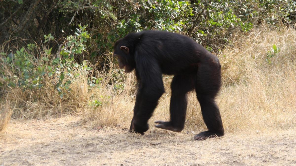 3 Days Uganda Gorilla Tracking Safari Experience – Mountain Gorillas in Uganda.