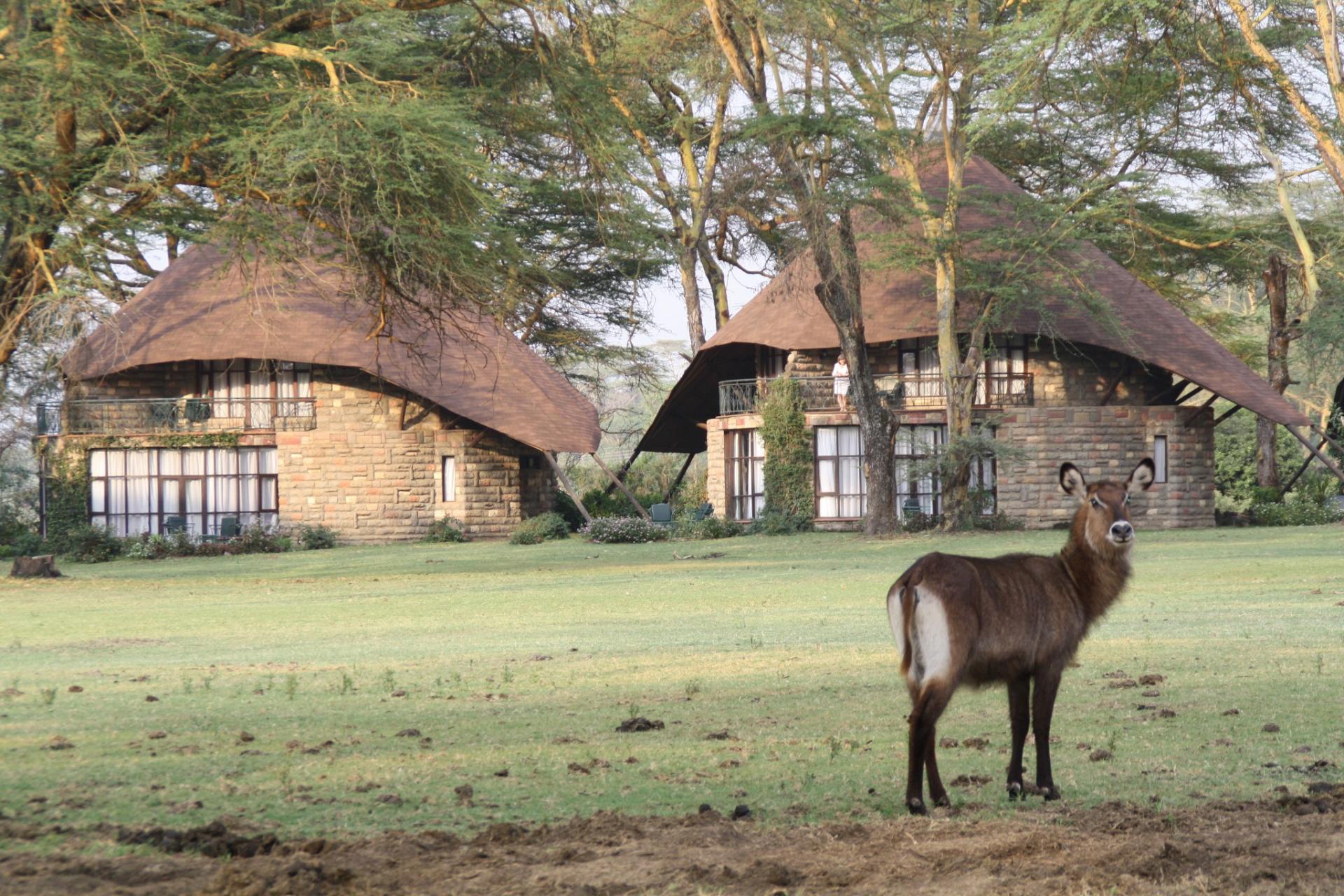 Kenya Adventure Safaris, African Budget Wildlife Safaris, YHA Kenya Travel,  Kenya Budget Safaris, Active Adventures, Safari Bookings.