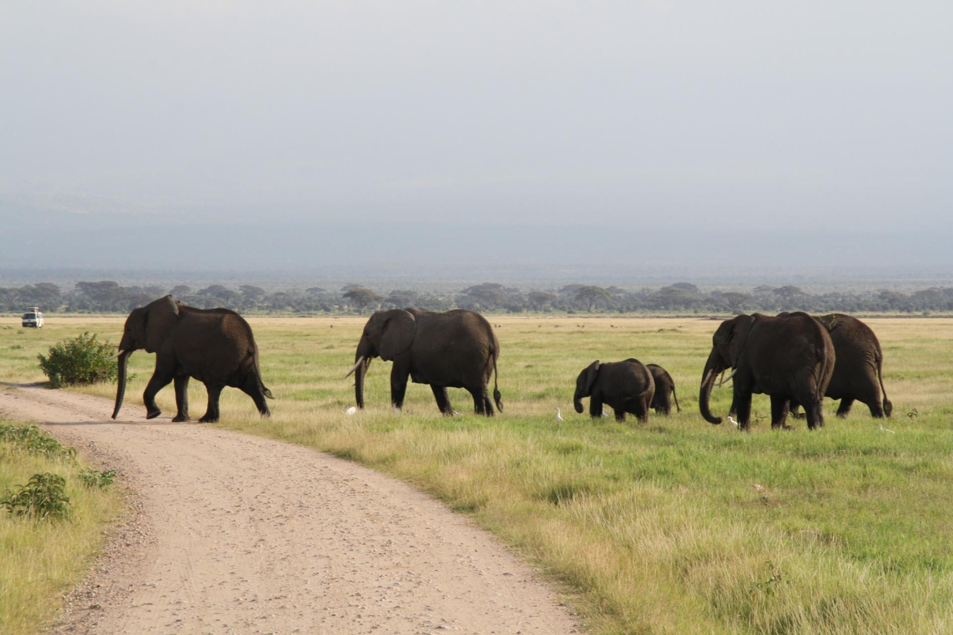 Amboseli herd of Elephants, Kenya Adventure Safaris, Active Adventures, YHA Kenya Travel Tours And Safaris, African safaris reviews, Safari game parks, Big five.