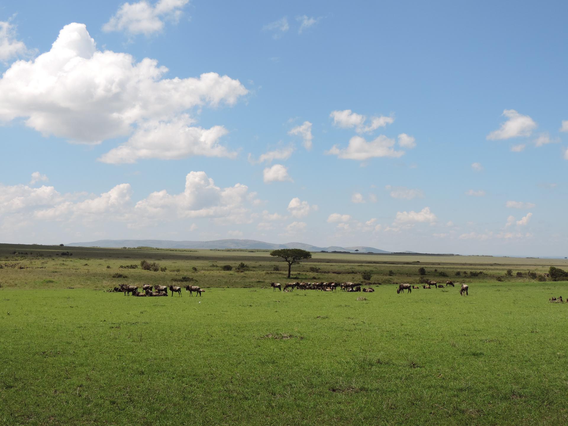 Epic Kenya Adventure Safaris, YHA Kenya Travel Tours And Safaris, Wildebeests Masai Mara Kenya, Budget Camping Safari Bookings.