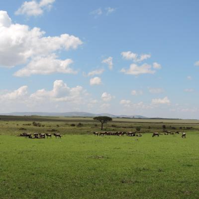 Kenya Adventure Safaris, African Budget Wildlife Safaris, YHA Kenya Travel,  Kenya Budget Safaris.