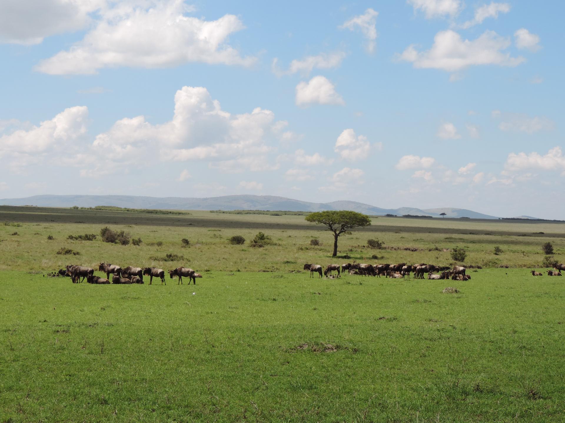 Wildebeest & Sceanic Views of Masai Mara Kenya Adventure Budget Safaris.