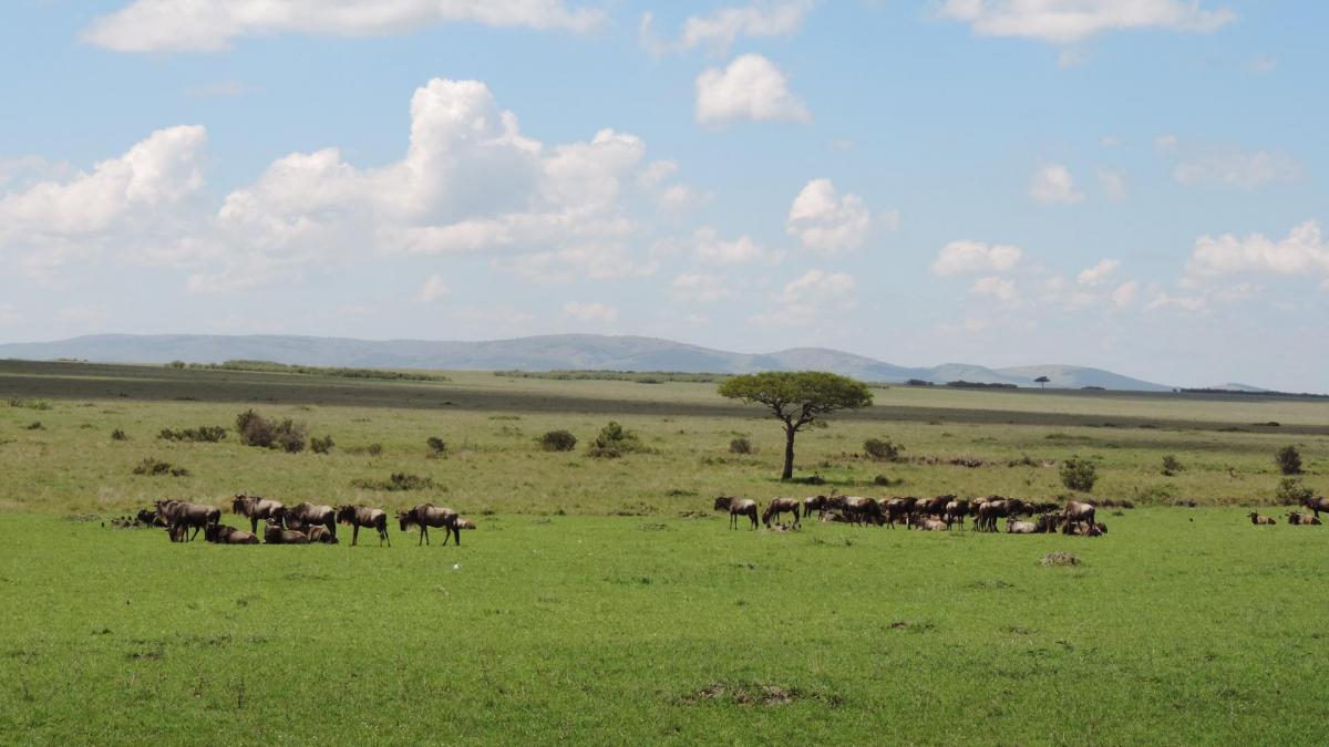 Wildebeest & Sceanic Views of Masai Mara Kenya Adventure Budget Safari