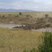 Wildebeest Migration, Kenya Adventure Safaris, Active Adventures, YHA Kenya Travel, Wildlife Safari