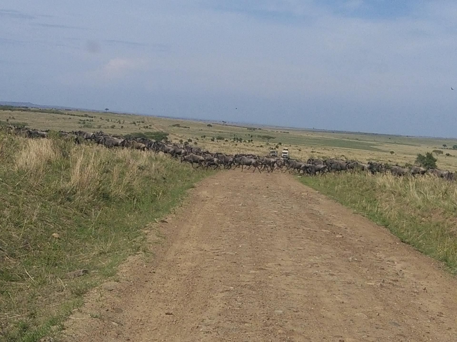 Kenya Adventure Safaris,Wildebeest Migration Safari Masai Mara, Active Adventures, yha kenya travel, wildlife safari, epic tours safaris, safari bookings, african safari.