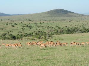 Kenya Adventure Safaris, YHA Kenya Travel, Kenya Tours, wildlife safari, Big five, Safari Bookings.