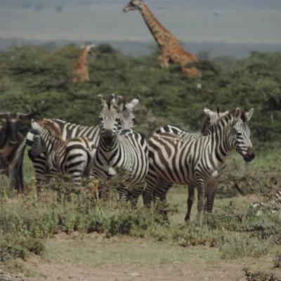 Yha kenya travel tours and safaris, Samburu Reserve wildlife safari holidays.
